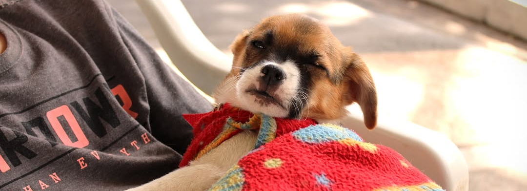 PROGRAMA DE CASTRAÇÃO E MICROCHIPAGEM ANIMAL