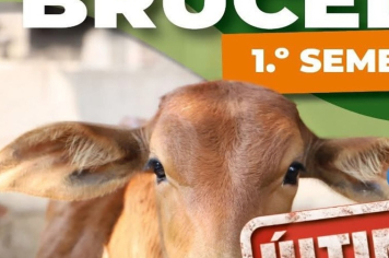 Campanha de vacinação contra a Brucelose